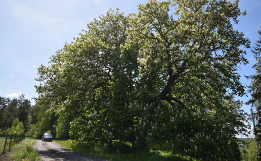 Dirvonų kaštonas.jpg